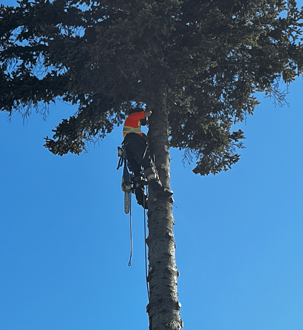 Arborist climbing a tall tree with safety ropes