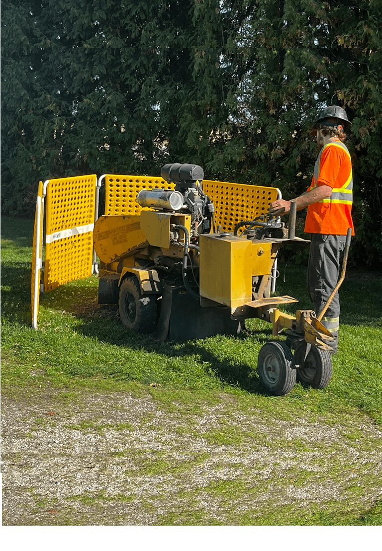 Stump grinding machine turning a tree stump into wood chips.