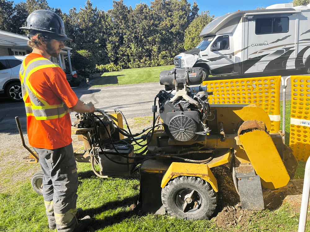Arborist inspecting tree roots for health and disease